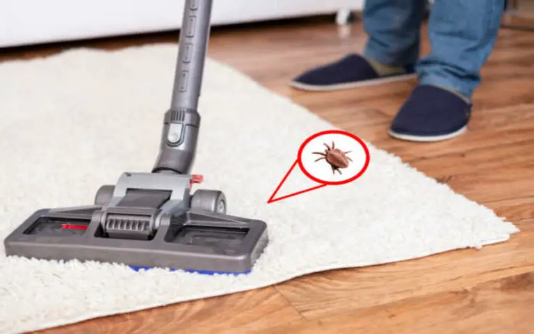 How To Get Rid Of Carpet Beetles Naturally?